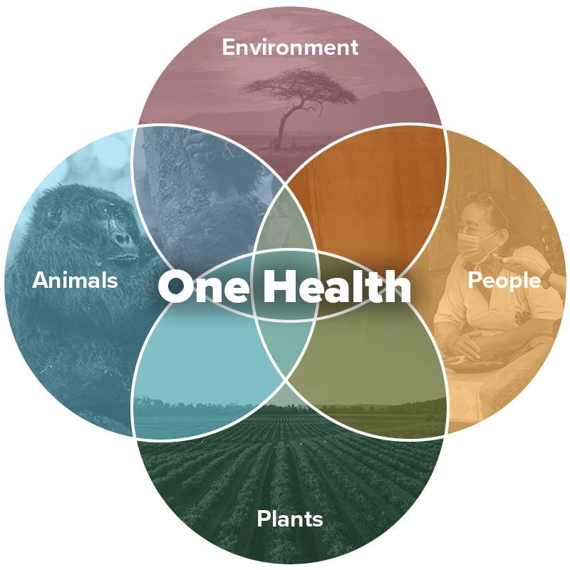 One Health în România: De Ce Sănătatea Oamenilor Depinde de Mediu, Societate și Stilul de Viață